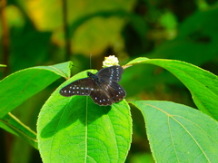 Catasticta flisa flisa