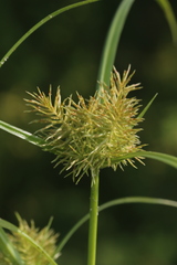 Cyperus engelmannii