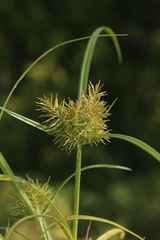 Cyperus engelmannii