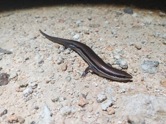 Marisora lineola