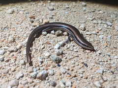 Marisora lineola