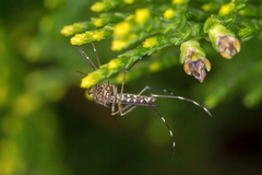 Aedes notoscriptus