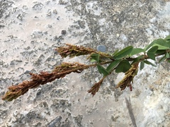 Grona heterocarpos strigosa