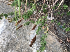 Grona heterocarpos strigosa