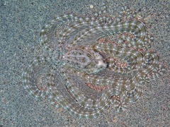Thaumoctopus mimicus
