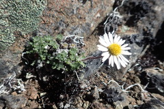 Erigeron salishii