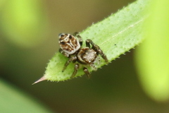 Evarcha proszynskii
