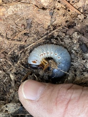 Xyloryctes jamaicensis