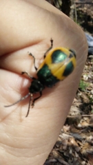 Monocesta ducalis
