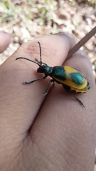 Monocesta ducalis