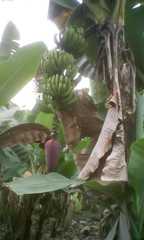 Musa