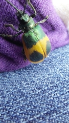 Monocesta ducalis