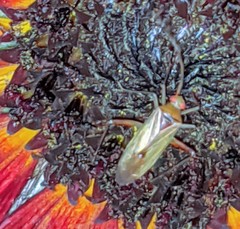 Creontiades rubrinervis