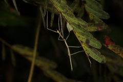 Cladoxerus cryphaleus