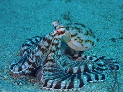 Thaumoctopus mimicus