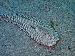 Thaumoctopus mimicus