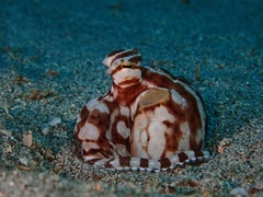 Thaumoctopus mimicus