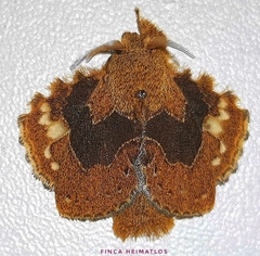 Euglyphis vitripuncta