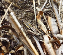 Sigaus australis