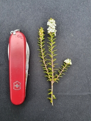 Epacris pauciflora