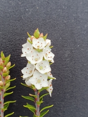 Epacris pauciflora