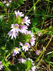 Euphrasia maximowiczii