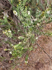 Epacris pauciflora