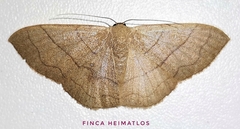 Semaeopus ciliata