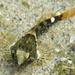Tidepool Sculpin - Photo (c) Thomas J. Bright, some rights reserved (CC BY-NC), uploaded by Thomas J. Bright