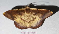 Pyrinia agonisaria
