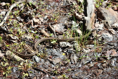 Thamnophis errans