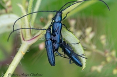 Ischnocnemis caerulescens