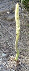 Drimia pancration
