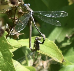 Archilestes californicus