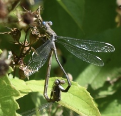Archilestes californicus