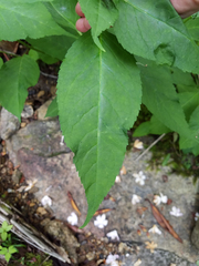 Chelone obliqua erwiniae