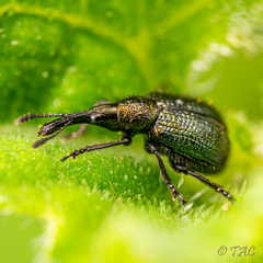 Haplorhynchites quadripennis