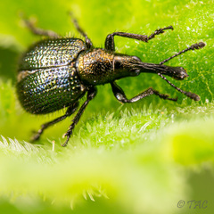 Haplorhynchites quadripennis