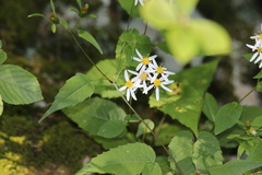 Sericocarpus asteroides