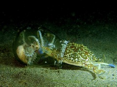 Amphioctopus marginatus