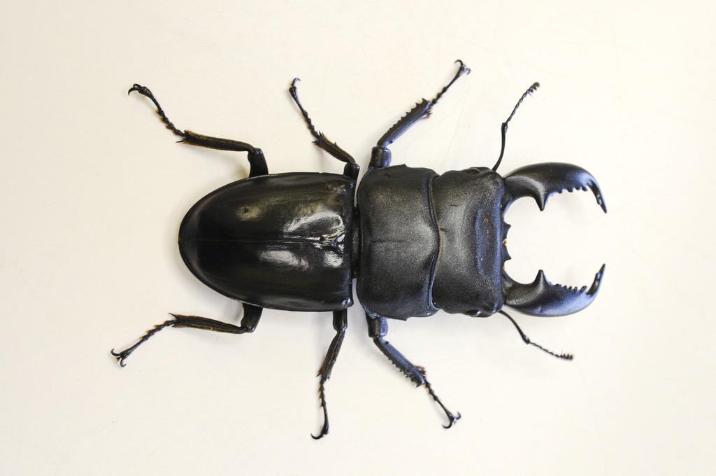 標本 Brazil Pelidnota cyanitarsis 20mm 標本 Brazil Pelidnota