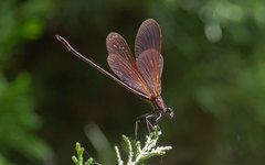 Calopteryx haemorrhoidalis