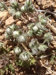 Stylocline micropoides