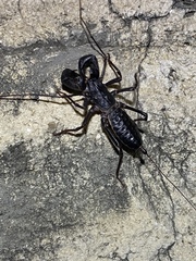 Mastigoproctus giganteus