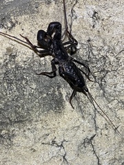 Mastigoproctus giganteus