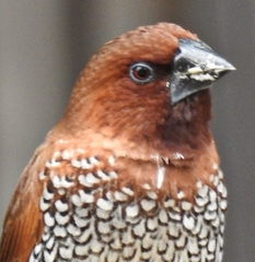Lonchura punctulata