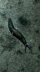 Limacus flavus