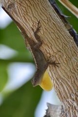 Anolis jubar oriens