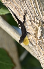 Anolis jubar oriens