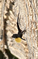 Anolis jubar oriens